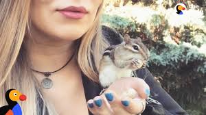 He/she appears to know me but i dont recognize him/schematron.org i followed this chipmunk to their bur. Wild Chipmunk Chooses Nicest Lady To Be His New Bff Van Gogh The Dodo Youtube