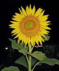 Harga 33 biji benih bibit bunga matahari jumbo. 14 Jenis Jenis Bunga Matahari Ini Melambangkan Kesetiaan Bagi Info