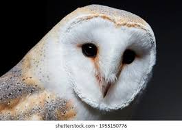 Owl Black & White Photos, Images & Pictures