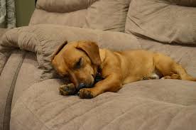 Americanlisted has classifieds in sheboygan, wisconsin for dogs and cats. Doxle Beagle X Dachshund Mix Info Temperament Puppies Pictures
