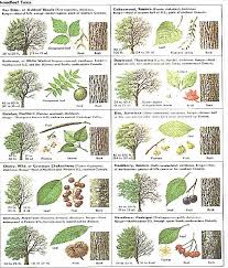 The easiest way to identify north american trees is by looking at their branches. Unit Code And Name Resource
