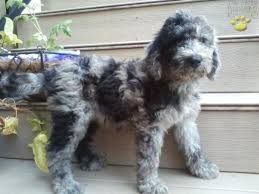 F1 miniature and f1b petite goldendoodle puppies for sale. Cinderella F1b Rare Blue Merle Goldendoodle Puppy For Sale In Dundee Oh Happy Valentines Day Happyvalentinesday2016i
