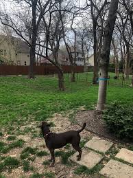 So if you are so if you had four trees fall on your lawn, the insurer will only pay a max $2,000, $500 for each tree, to be removed. 6 Things To Know When Hiring Out Tree Removal And How Much We Paid For It The Adored Abode