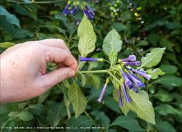 The deep purple bloom clusters are a sight to behold and it will flower steadily from early summer until frost. Justin S And Max S Oakland Garden The Back