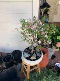 Greenhouse tech, dan babineau, explains how the mum bonsais are created. My Mum S Cheery Tree Bonsai The Best Designs And Art From The Internet
