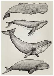 Meine Tochter Sagte Guck Mal Mama Ein Malfisch Wale Poster Whale Illustration Whale Art Whale Drawing