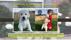 We did not find results for: Golden Retriever Puppies For Sale In Tn Tri Star Goldens