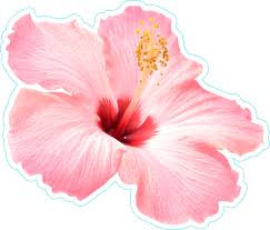 Hawaiian Flower Png Pink Hibiscus Flower Png Transparent Cartoon Jing Fm See more ideas about hawaiian flowers, flowers, tropical flowers. hawaiian flower png pink hibiscus
