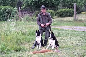 Image result for karelský medvědí pes