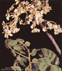 Image result for Secamone stuhlmannii