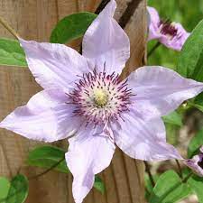 Here is a link that might be useful: Clematis Pink Climador Longfield Gardens