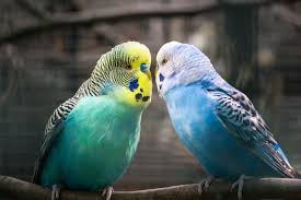 A female will have a white to brown cere, depending on hormones and age. 100 Parakeet Names For Male And Female Birds List Of Unique Parrot Names