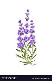 Bunch Of Lavender Flowers On A White Background Download A Free Preview Or High Quality Adobe Illustrator Ai E Flower Art Drawing Flower Art Lavender Flowers
