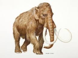 Eto Mamont Kak Vid On Ischez S Lica Zemli No Pamyat O Nem Zhiva Blagodarya Izobrazheniyam I Iskopaemym Prehistoric Animals Wooly Mammoth Ancient Animals
