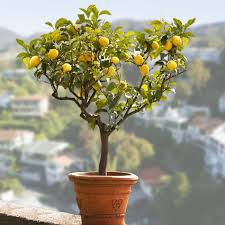 Check spelling or type a new query. Genoa Italian Lemon Trees For Sale Fastgrowingtrees Com