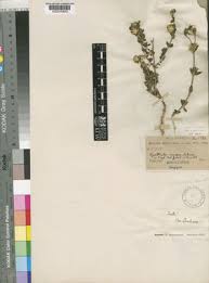 Image result for Cyathula lanceolata