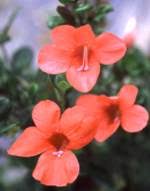Image result for Barleria randii