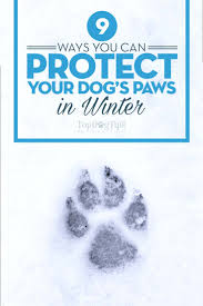 Be aware that not all dogs can get used to dog shoes, and some might have a hard time walking in them. 9 Tips On How To Protect Your Dogs Paws In Winter