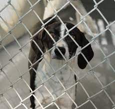 Ainsi, si elle conçoit que le dossier du demandeur n'est pas solide et que ce dernier ne pourra pas s'occuper convenablement de l'animal, l'adoption peut lui être refusée. Reussir Une Adoption A La Spa Centravet