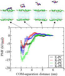 Snapshots Of Umbrella Sampling Simulations Top And Potentials Of Mean Download Scientific Diagram