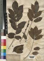 Image result for Millettia drastica