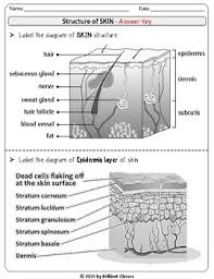 Skin Labeling Diagram Skin Layers Flow Chart Review Research Worksheets