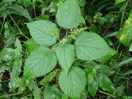 Image result for Tragia rupestris