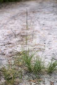 Image result for Sporobolus africanus