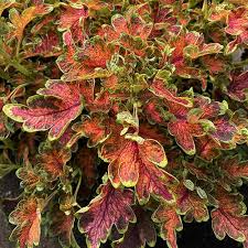 Image result for Coleochloa virgata