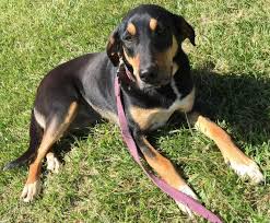 Black And Tan Lab Mix Puppy Adopt Buttercup On With Images Shepherd Mix Puppies Coonhound Lab Shepherd Mix Puppy