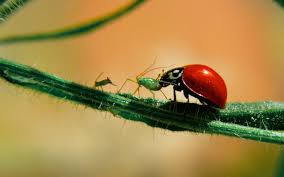 Check spelling or type a new query. Attract The Good Bugs To Your Garden