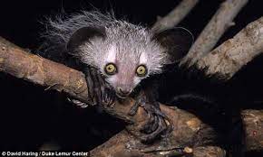 Aye Ayes Go For The Nectar With The Highest Alcohol Content Slow Loris Primates Animals
