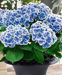 Bicolour Hydrangea Bavaria Trees And Shrubs From Bakker Spalding Garden Company Growing Hydrangeas Hydrangea Garden Hydrangea Flower