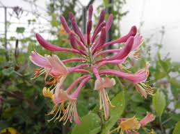 Provided to youtube by universal music groupmadreselva · nana mouskourinana latina℗ 1996 mercury music groupreleased on: Madreselva Rosada Vivero El Progreso