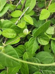 Image result for Macrotyloma uniflorum