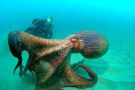 See These 15 Dangerous Pictures Before Going For Swimming Yunuslar Okyanus Sualti