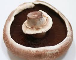 Leckere ideen für veganer portobello pilze sind in den usa schon seit langer zeit ein beliebtes lebensmittel. Portobello Pilz Riesenchampignon Kostenloses Foto Auf Pixabay