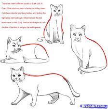Afterwards trace the outside of the cat with a highlighter.then all around the paper use all the highlighters draw a bunch of different coloured lines. Cat Poses Realistic Cat Drawing Realistic Drawings Warrior Cat