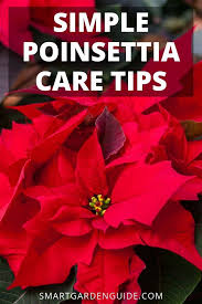 Poinsettia Plant Care Tips Poinsettia Plant Decor For The Holiday Season Poinsettia Plants Make A Great Addition Poinsettia Plant Poinsettia Care Plant Care