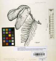 Image result for Brachystegia boehmii