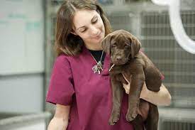 The general term will optimize your job title to show up in a general search for jobs of the same nature. What Does A Veterinarian Assistant Do And How To Become One