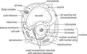 (1) a shoot system, composed of stems and leaves, and (2) a root system. Generalized Plant Cell