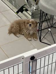 Health clearances and dna test results for the parents can help to allay any concerns about. Maltipoo For Sale In Michigan 55 Petzlover