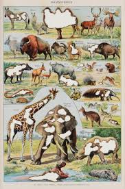Dromedary camels (camelus dromedarius) and the domestic bactrian camel (camelus bactrianus) were named in 1758 by swedish zoologist carl linnaeus camels are known for spitting on people. Mamiferes Bactrian Camel 2017 Collage By Tom Van Herrewege Saatchi Art