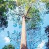 Pokok belian tumbuh dengan perlahan dan mengambil masa sehingga 120 tahun untuk mencapai garis pusat 30 cm. Https Encrypted Tbn0 Gstatic Com Images Q Tbn And9gcr7nukfzn P5om24d5qsll9ewocxw1in5d5rrr8pam Usqp Cau