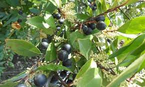 Carolina cherries are a monumental help in disguising an unsighly fence or neighbors. Carolina Laurel Cherry Prunus Caroliniana Garden Org