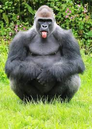 Naughty Gorilla Pulls Out Poker Face At Visitors They Say A Picture Is Worth A Thousand Words And Thi Funny Animal Pictures Animals Beautiful Cute Animals
