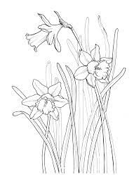 Coloring Page Narcissus Etsy In 2021 Outline Drawings Flower Sketches Floral Drawing