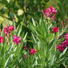 Image result for Sphaeropsis tumefaciens oleander symptoms