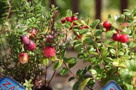 Cranberries funktionieren im garten besser als andere vergleichbare wildpflanzen wie die wir selber (lubera) haben einige jahre lang versuche mit der gewöhnlichen moosbeere gemacht, diese. Cranberries Zehelein Schemm